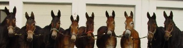 Photo of mules at Great Falls barn